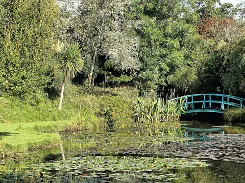 Lily ponds and a blue Monet-style Japanese bridge at Bennetts Water Gardens, Chickerell