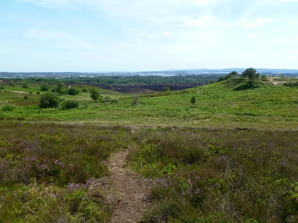 Heather and gorse on Upton Heath looking towards Poole Harbour