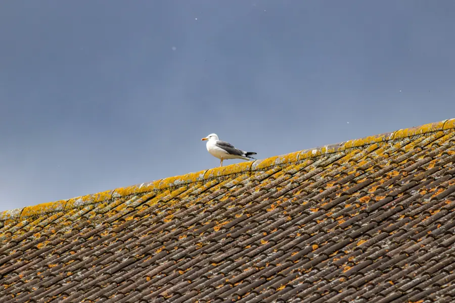 Herring gull standing on the ridge of a lichen-covered clay pantile roof under a dark grey coastal sky