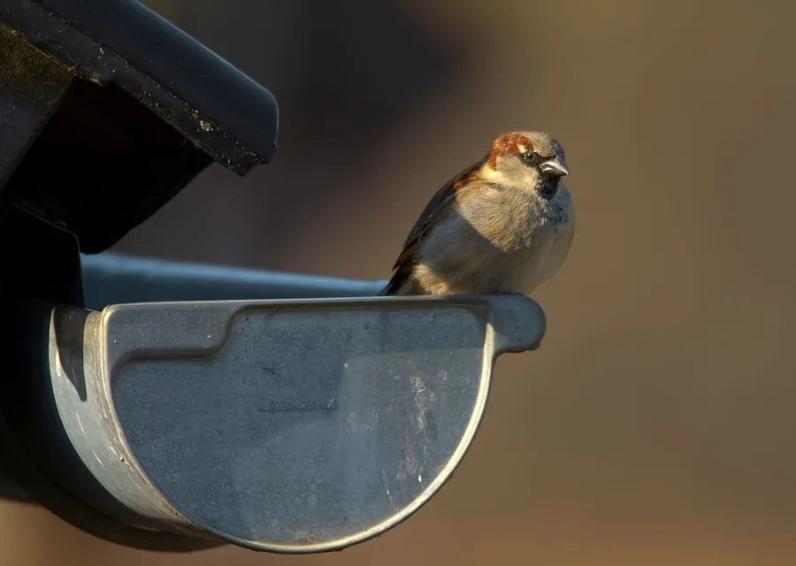 Close-up of a half-round metal gutter and stop end at the eaves, with a house sparrow perched on the rim